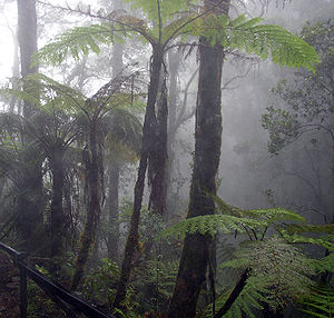 300px-Cloud_forest_mount_kinabalu